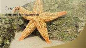  Presentation with starfish - Audience pleasing PPT layouts consisting of starfish on reef seacoast backdrop and a soft green colored foreground