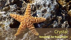 Presentation with starfish - Theme having starfish-on-the-beach background and a tawny brown colored foreground