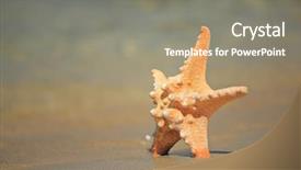  Presentation with starfish - Amazing presentation having starfish on the shore backdrop and a gray colored foreground