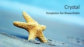  Presentation with starfish - PPT theme consisting of starfish on the tropical beach background and a arctic colored foreground