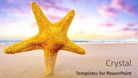  Presentation with starfish - 