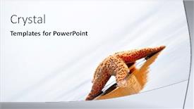  Presentation with seashore - Presentation design featuring starfish on wet sand at seashore background and a cool aqua colored foreground