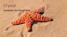  Presentation with starfish - Colorful presentation theme enhanced with specific heat - starfish on wet sand backdrop and a coral colored foreground