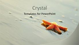  Presentation with starfish - Colorful slides enhanced with starfish on wet sand at sunrise sunset backdrop and a soft green colored foreground