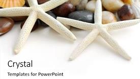  Presentation with starfish - Amazing slide deck having starfish pebbles and seashells on white background backdrop and a white colored foreground