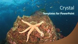  Presentation with sea coral - Audience pleasing slides consisting of starfish sea star coral reef backdrop and a ocean colored foreground