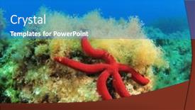  Presentation with starfish - Slides featuring starfish sea star on underwater reef background and a teal colored foreground