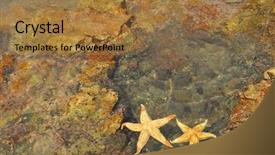  Presentation with starfish - Theme having starfish sitting on beach background and a coral colored foreground