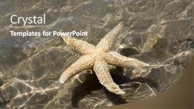  Presentation with starfish - Beautiful slides featuring starfish backdrop and a gray colored foreground