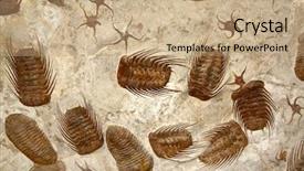  Presentation with stone age - Audience pleasing theme consisting of starfishes and trilobites in stone backdrop and a coral colored foreground