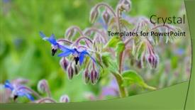  Presentation with gross blossom - Slides consisting of starflower-borago-officinalis-blossom background and a seafoam green colored foreground
