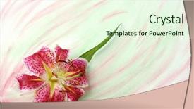  Presentation with watercolor - Cool new presentation design with stargazer lily on watercolor background backdrop and a cream colored foreground
