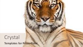  Presentation with tiger - Amazing slide set having staring-tiger-s-head-portrait backdrop and a coral colored foreground