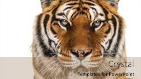  Presentation with tiger - Amazing presentation theme having staring-tiger-s-head-portrait backdrop and a coral colored foreground