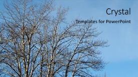  Presentation with blue-sky - Presentation theme with stark tree - bare branches against blue sky background and a  colored foreground