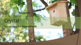  Presentation with bird - Slide deck featuring starling house background and a  colored foreground