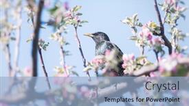  Presentation with spring tree - PPT theme with starling-sings-on-a-blossoming background and a light blue colored foreground