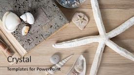  Presentation with shells stars - Amazing PPT theme having stars reminiscent of the summer backdrop and a  colored foreground