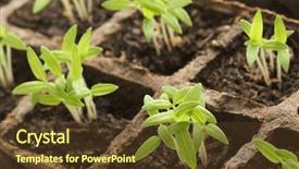  Presentation with fresh start - Presentation theme having start fresh - sprouting plants in rows background and a tawny brown colored foreground