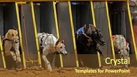  Presentation with greyhound race - PPT layouts consisting of starting cages during a race background and a tawny brown colored foreground