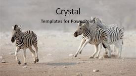  Presentation with stallion - Slide deck with starting to chase another stallion background and a light gray colored foreground