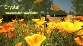  Presentation with beautiful floral border flower design - Presentation theme enhanced with beautiful poppies california's official flower background and a tawny brown colored foreground