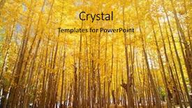  Presentation with kashmir - Theme having wide angle fall aspen trees background and a yellow colored foreground