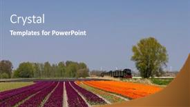  Presentation with tulip - Presentation theme having steam-trai-with-tulip-field background and a light blue colored foreground