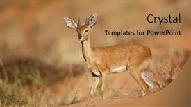  Presentation with kalahari - Amazing slide set having steenbok antelope raphicerus campestris kalahari backdrop and a coral colored foreground