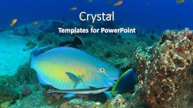  Presentation with sea coral - Presentation having steephead-parrotfih-remora-fish-coral background and a ocean colored foreground