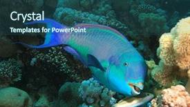  Presentation with underwater - Slides with steephead parrotfish background and a ocean colored foreground