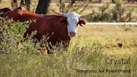  Presentation with meadow - PPT layouts consisting of steer-with-long-horns background and a gold colored foreground