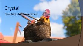  Presentation with tractor - PPT layouts with steering wheel - black chicken on tractor background and a light blue colored foreground