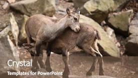  Presentation with alpine - Slides having steinbock or bouquetin wild life background and a violet colored foreground