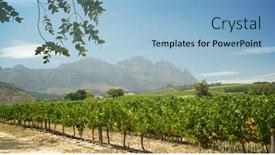  Presentation with vineyards - Audience pleasing presentation theme consisting of stellenbosch-vineyards-south-africa backdrop and a light blue colored foreground