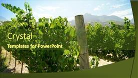  Presentation with south africa - Beautiful presentation theme featuring stellenbosch-vineyards-south-africa backdrop and a tawny brown colored foreground