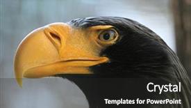  Presentation with eagle - PPT theme enhanced with steller's sea eagle haliaeetus pelagicus wildlife animal background and a dark gray colored foreground
