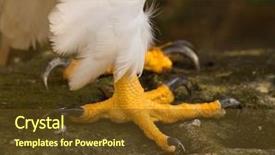  Presentation with eagle - Amazing slides having steller's sea eagle haliaeetus pelagicus backdrop and a tawny brown colored foreground