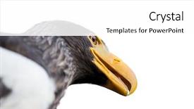  Presentation with eagle - Presentation having steller's sea eagle haliaeetus pelagicus background and a white colored foreground
