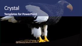  Presentation with eagle - Amazing PPT theme having steller's sea eagle haliaeetus pelagicus backdrop and a ocean colored foreground