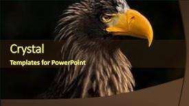  Presentation with eagle - Cool new presentation theme with steller's sea eagle haliaeetus pelagicus backdrop and a tawny brown colored foreground