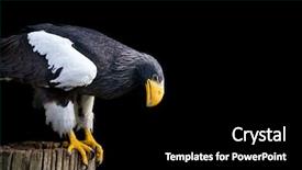  Presentation with eagle - Theme with femenine - black woman closed her ears background and a violet colored foreground