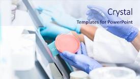  Presentation with cultures - PPT theme enhanced with food contamination - laboratory technicians analyzing bacteria cultures background and a sky blue colored foreground