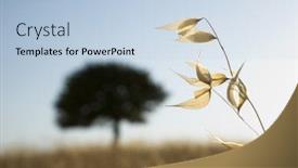  Presentation with tree silhouette - Audience pleasing presentation theme consisting of stem of plant at sunset on background silhouette solitary blurred tree backdrop and a light blue colored foreground