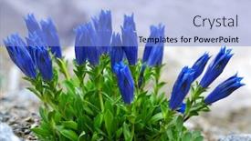  Presentation with gentian - Presentation enhanced with stemless gentian gentiana acaulis is mountain blue flower growing in the alps background and a light blue colored foreground
