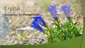  Presentation with gentian - Beautiful PPT layouts featuring stemless gentian gentiana acaulis is mountain blue flower growing in the alps backdrop and a soft green colored foreground