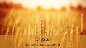  Presentation with nature countryside - Cool new theme with stems harvest season healthy nutrition backdrop and a gold colored foreground