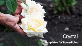  Presentation with peonies wood - Slides enhanced with step step instructions - gardener showing white peonies background and a  colored foreground