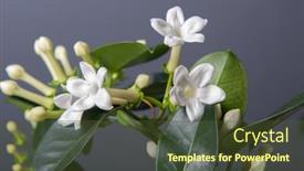 Presentation with jasmine - Slide set consisting of stephanotis-or-madagascar-jasmine-blooming background and a tawny brown colored foreground