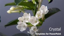  Presentation with jasmine - PPT theme having stephanotis-or-madagascar-jasmine-blooming background and a dark gray colored foreground